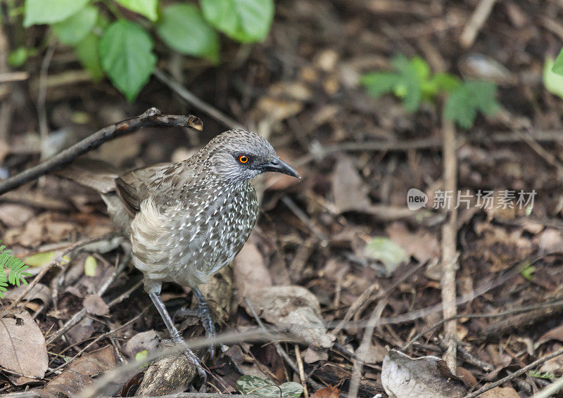 箭头标记的Babbler, Turdoides jardineii，在落叶中，Chobe n.p.，博茨瓦纳